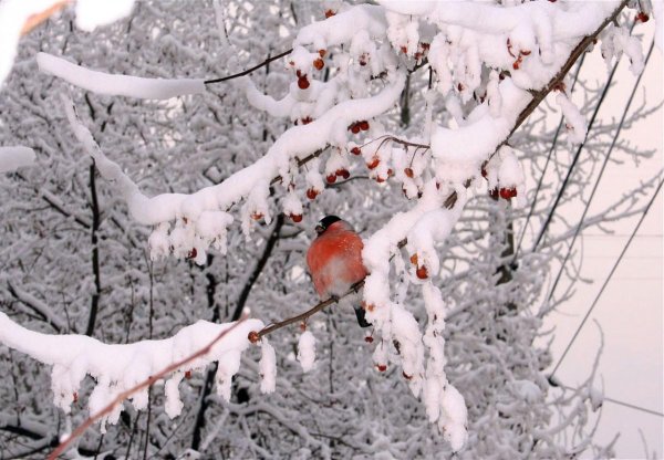 Февральская зима