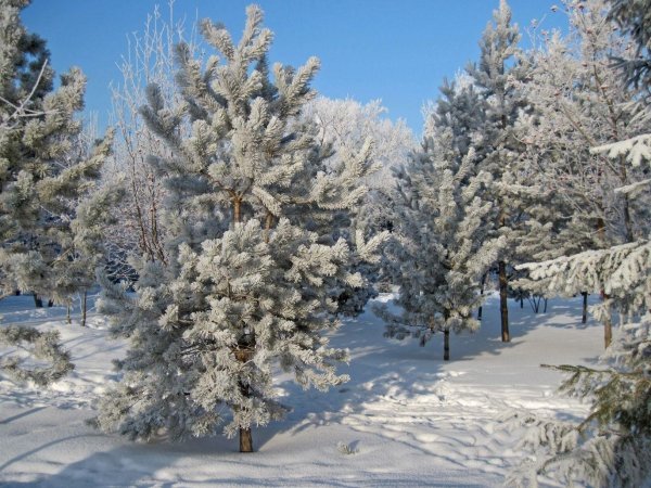 Зимушка зима