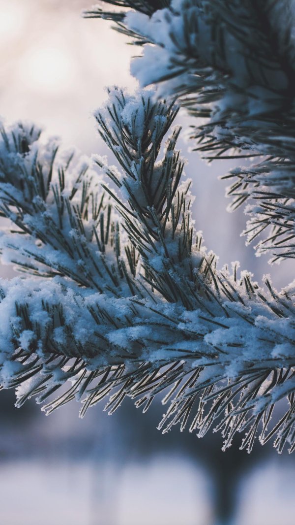 На рабочий стол телефона зима