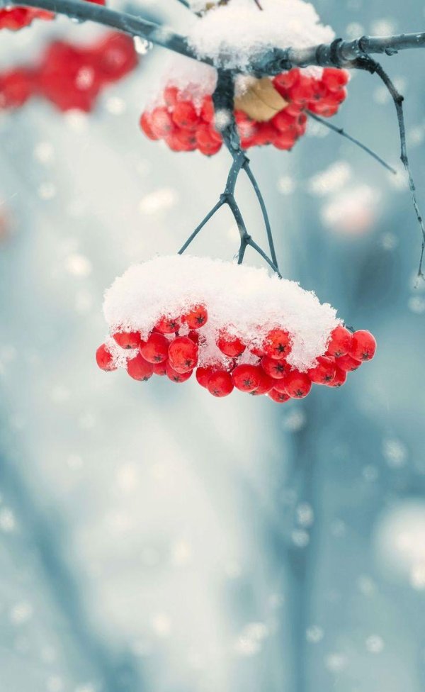 На рабочий стол телефона зима