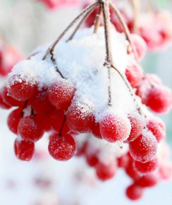 На рабочий стол телефона зима