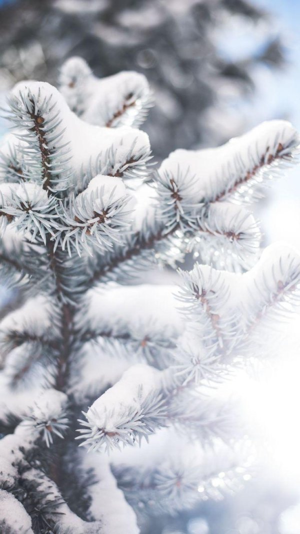 На рабочий стол телефона зима