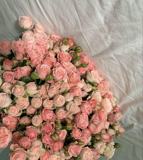 пионовидная роза бомбастик