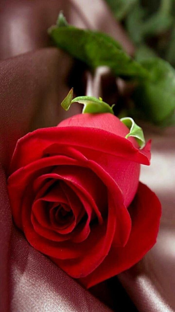 красивое поздравление