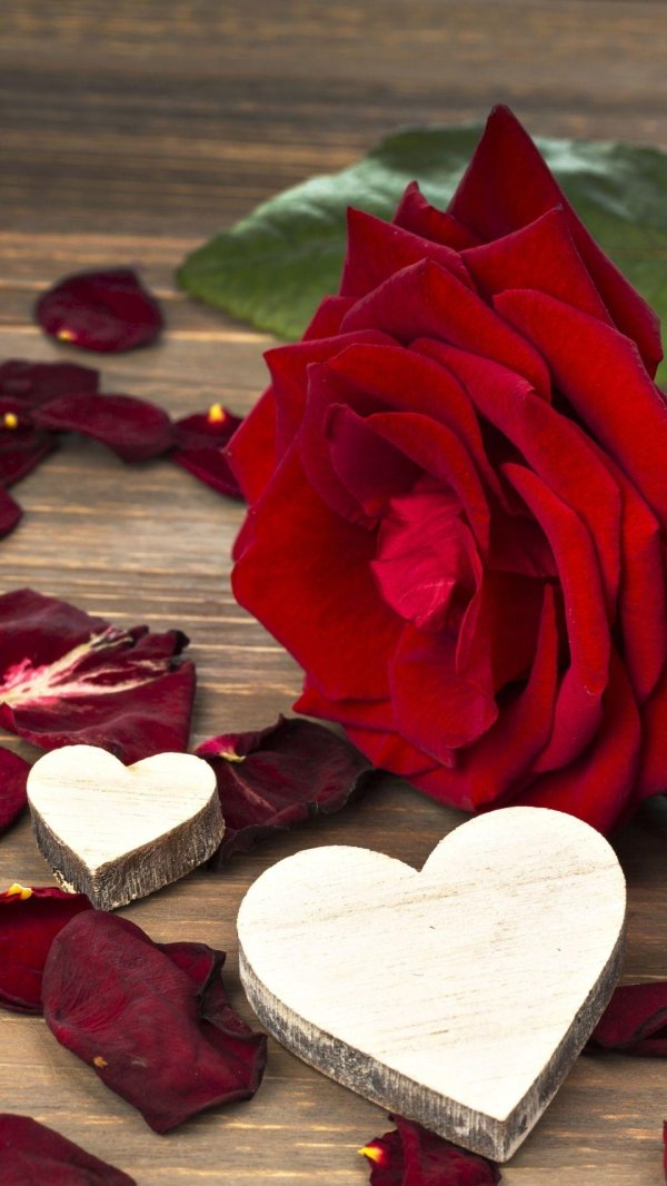 любовь цветы