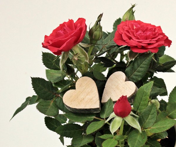 композиции из роз