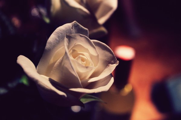 у белых роз