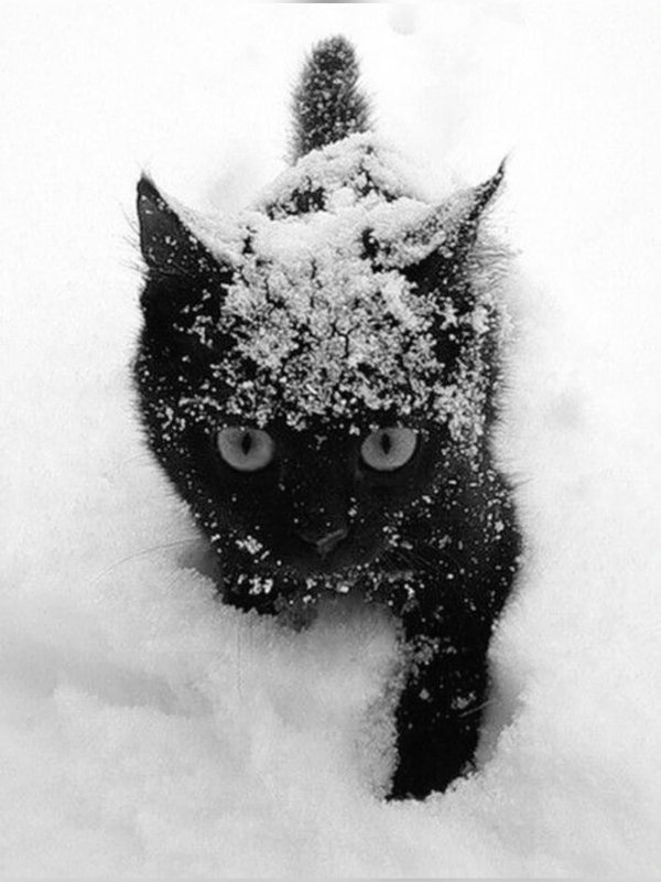 На аву зима