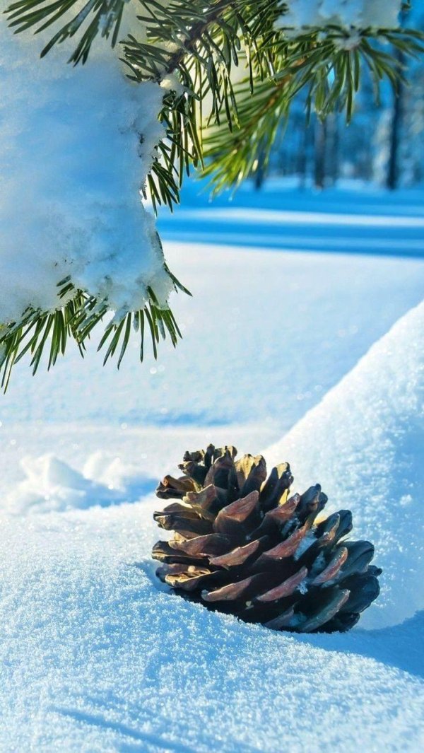 На аву зима