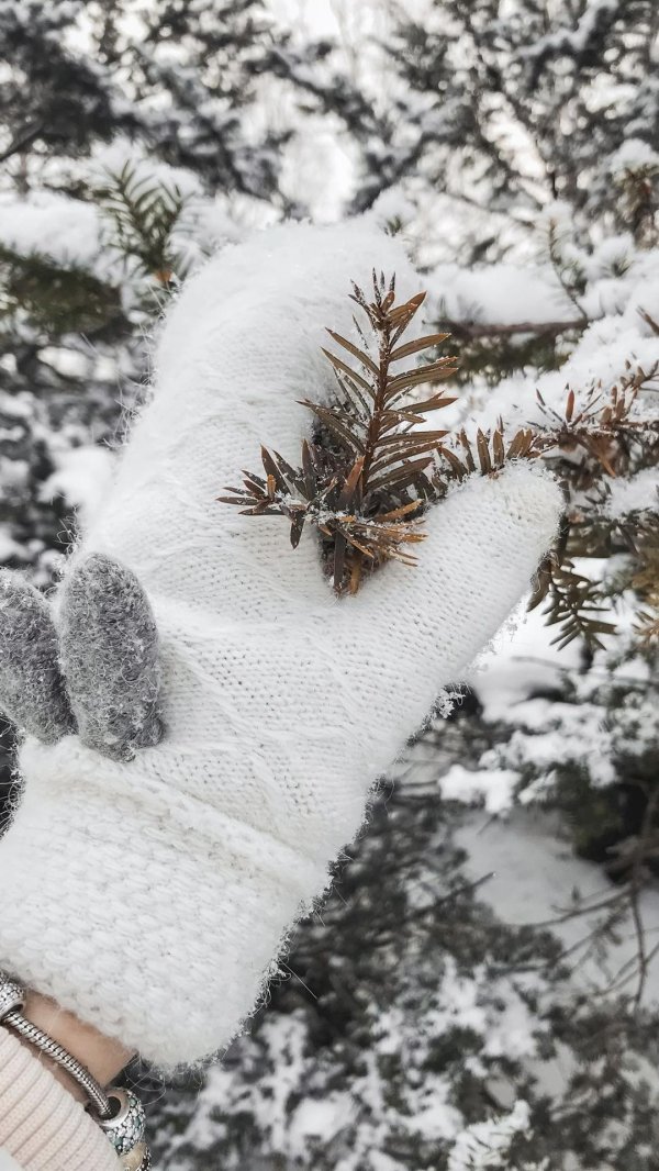 На аву зима