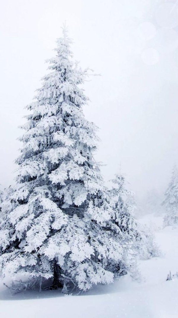 Зима вертикальные