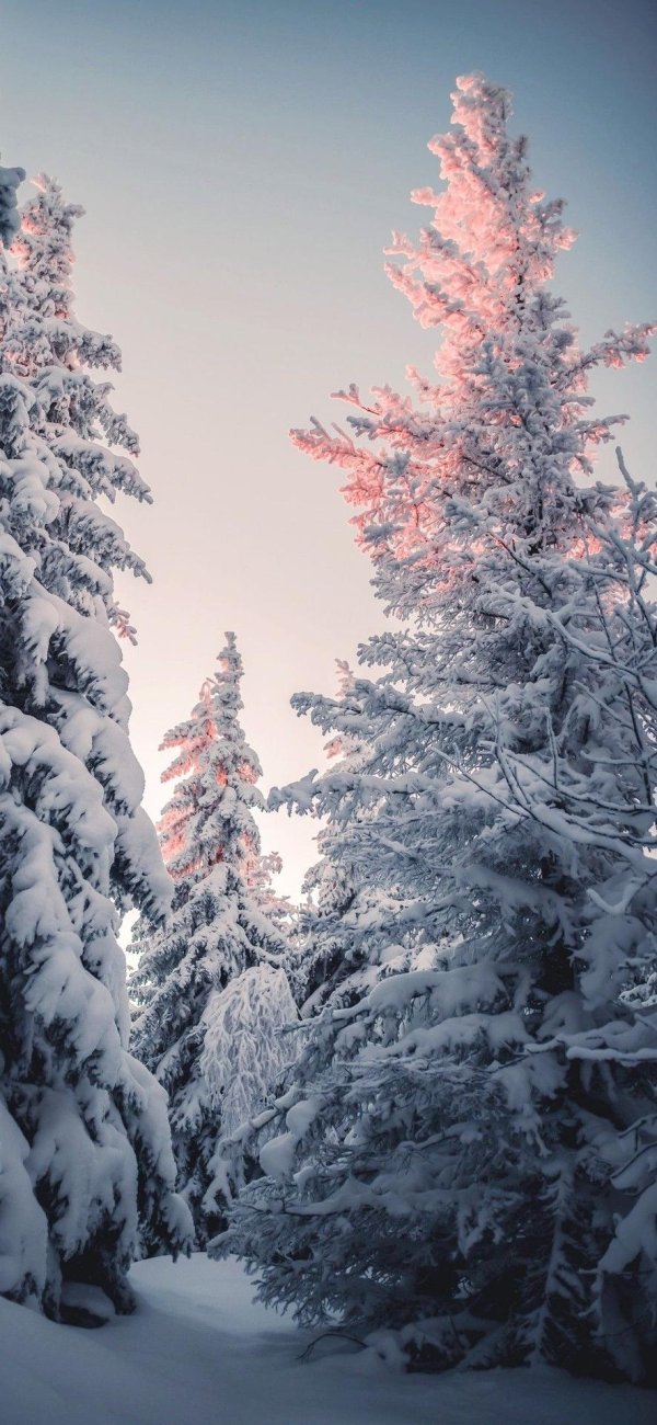 Зима вертикальные