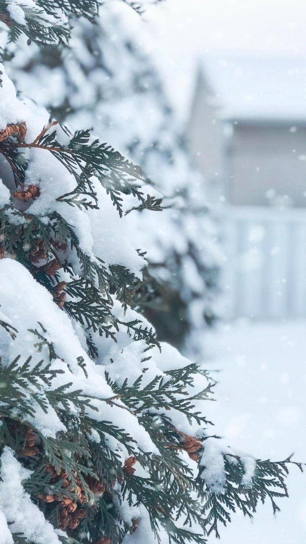 Зима вертикальные