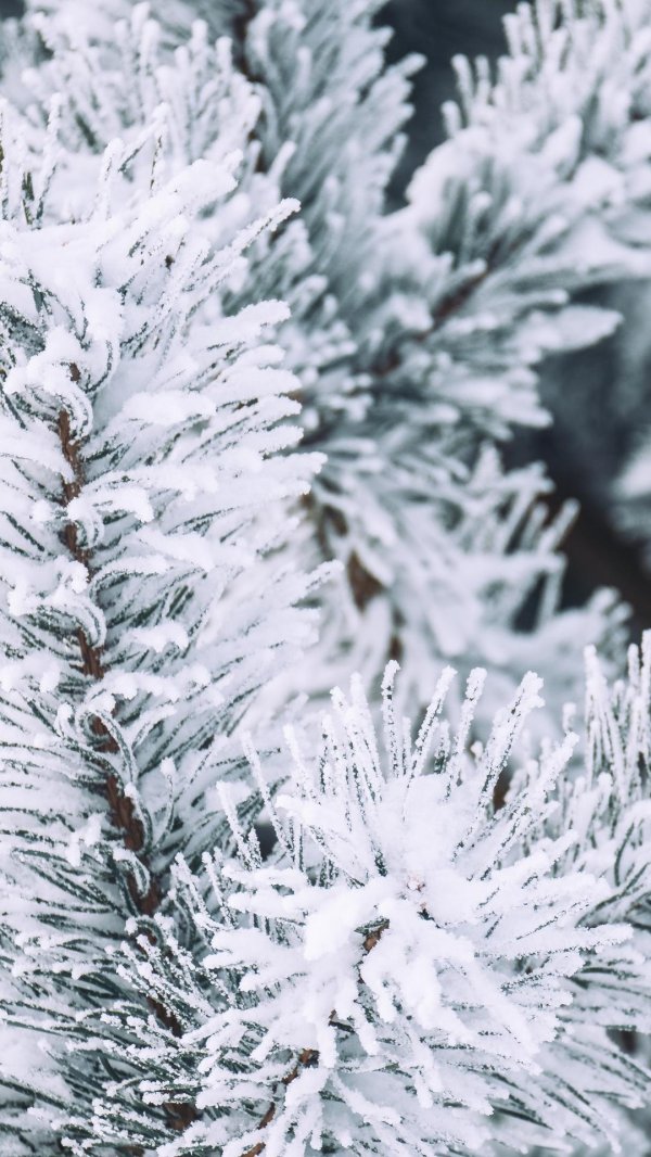 Зима вертикальные