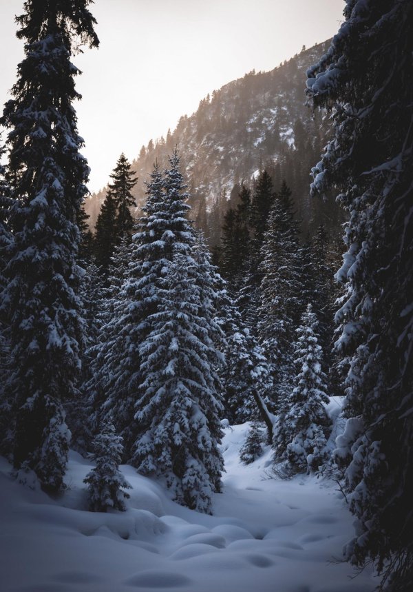 Зима вертикальные