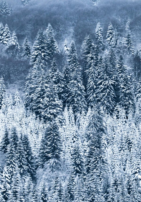 Зима вертикальные