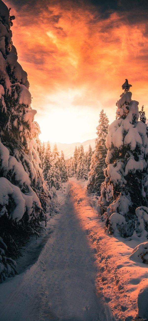 Зима вертикальные