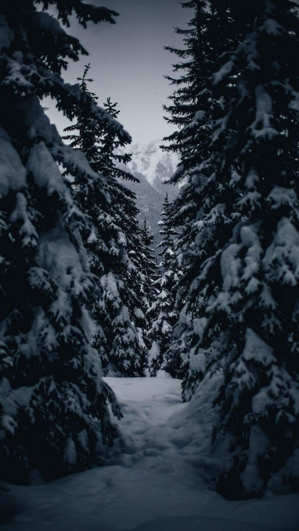 Зима вертикальные