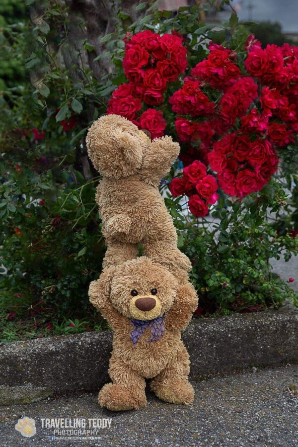 медведи плюшевые