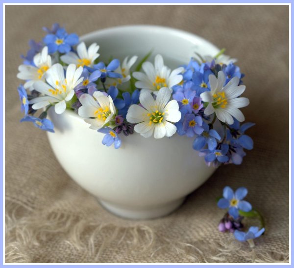 цветок незабудка