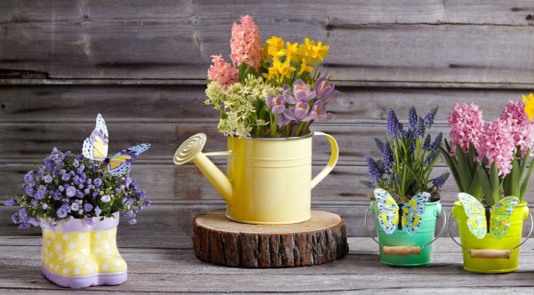 тюльпаны крокусы гиацинты