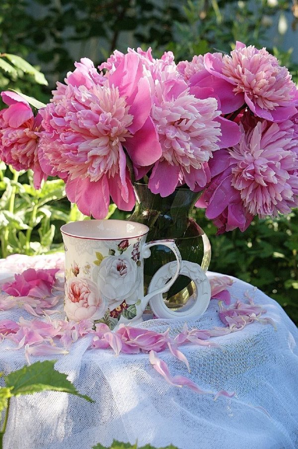 пионы с добрым утром