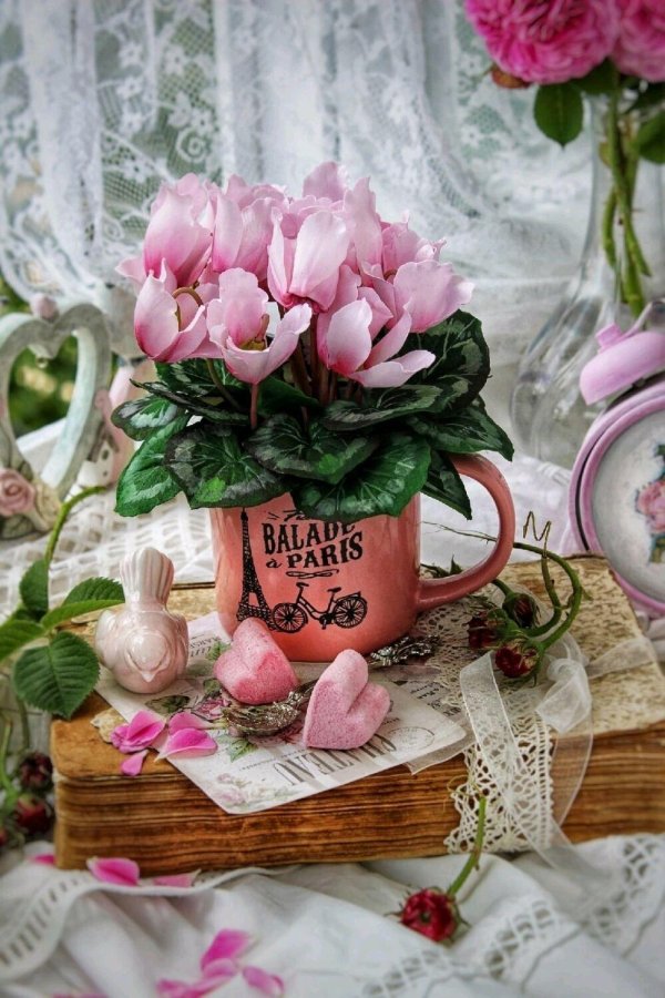 цикламен стерлинг