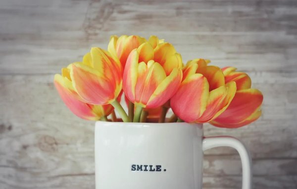 тюльпан оранж