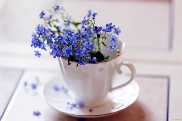 чашка незабудки