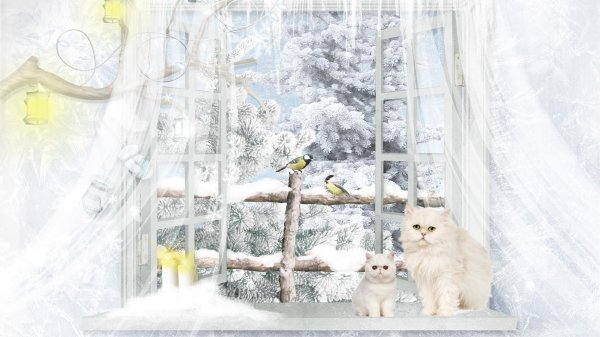 Зима за окном