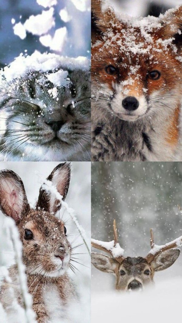 Зима и животные