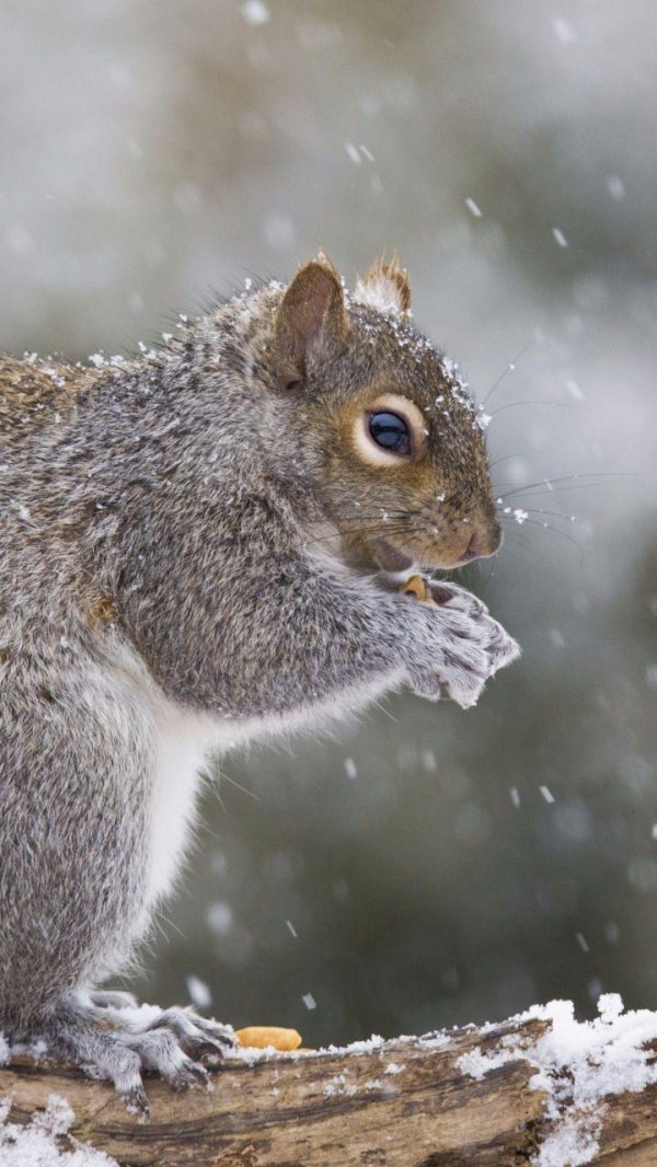 Зима и животные