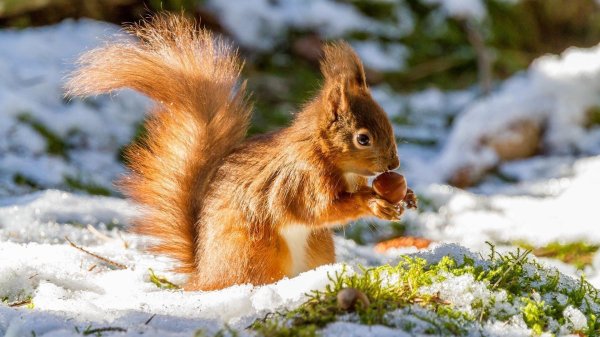 Зима и животные