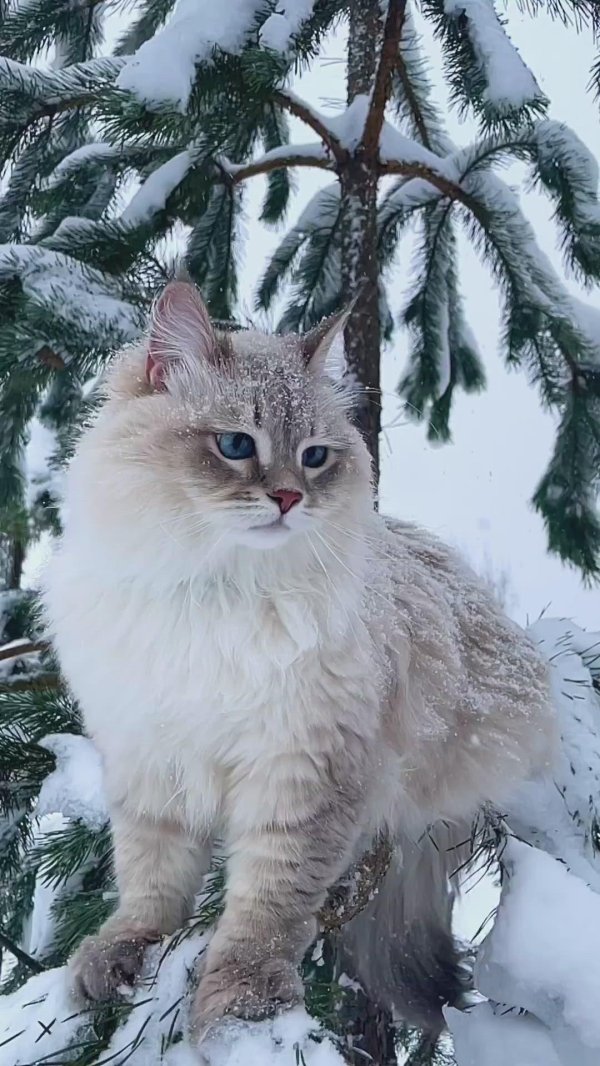 Зима и животные