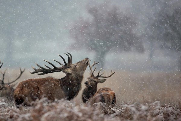 Зима и животные