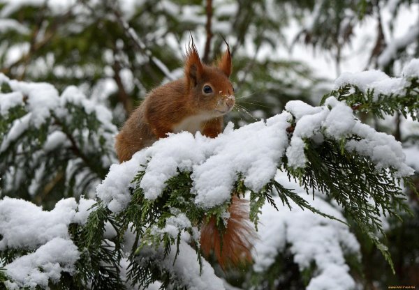 Зима и животные