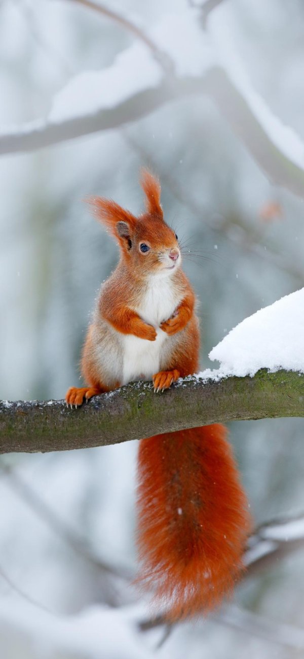 Зима и животные