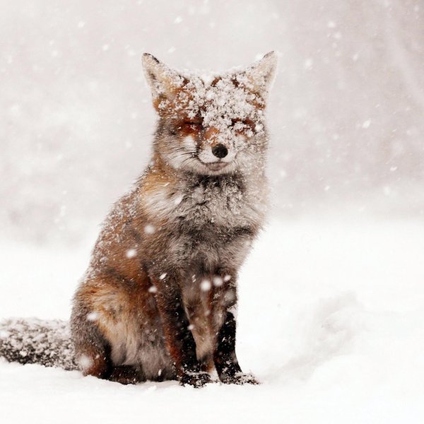 Зима и животные