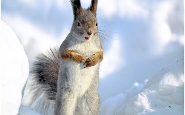 Зима и животные