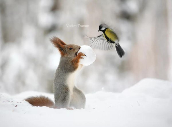 Зима и животные