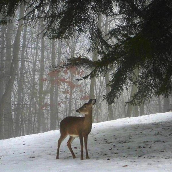 Зима и животные