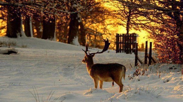 Зима и животные