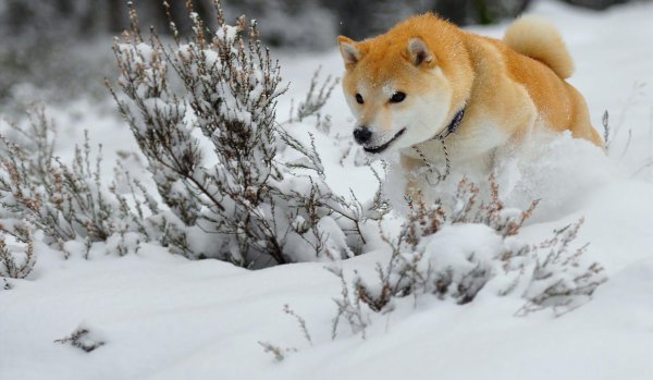 Зима и животные