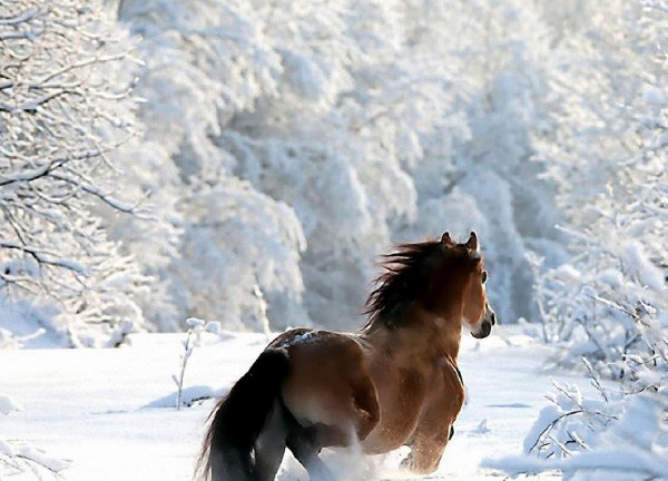 Зима и животные