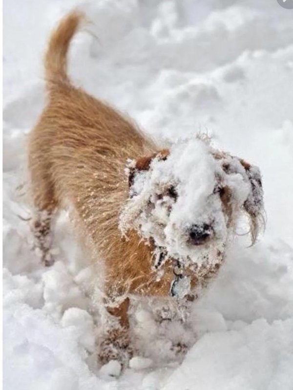 Зима и животные