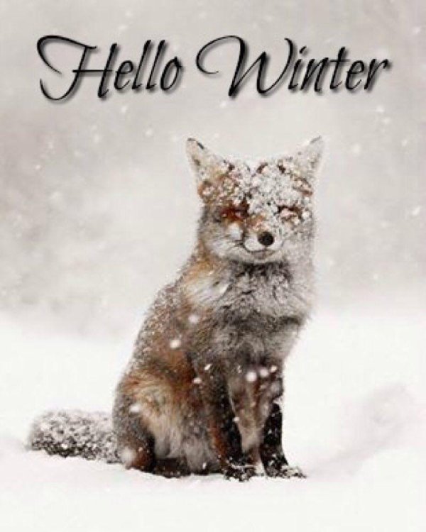 Зима и животные