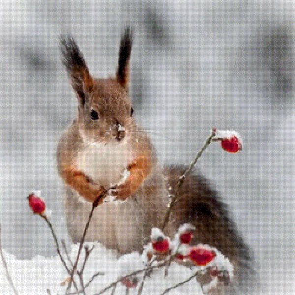 Зима и животные