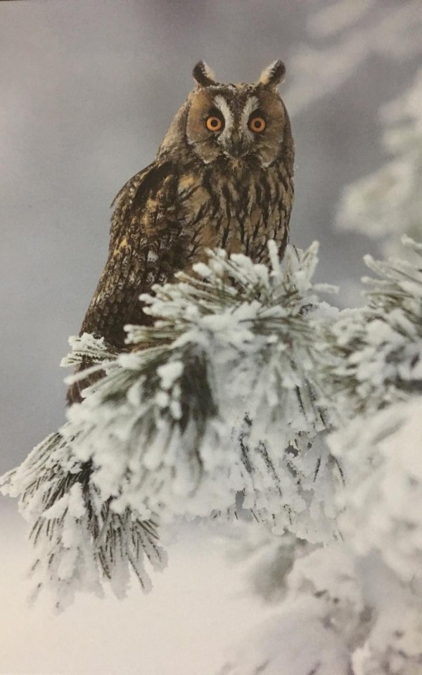 Зима и животные