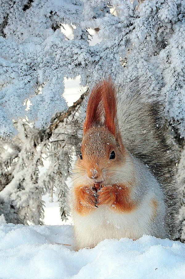 Зима и животные