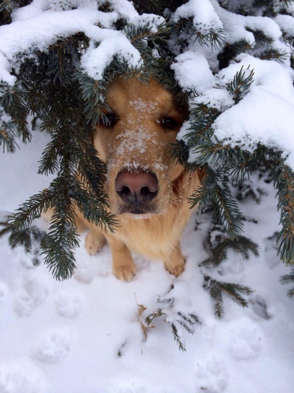 Зима и животные